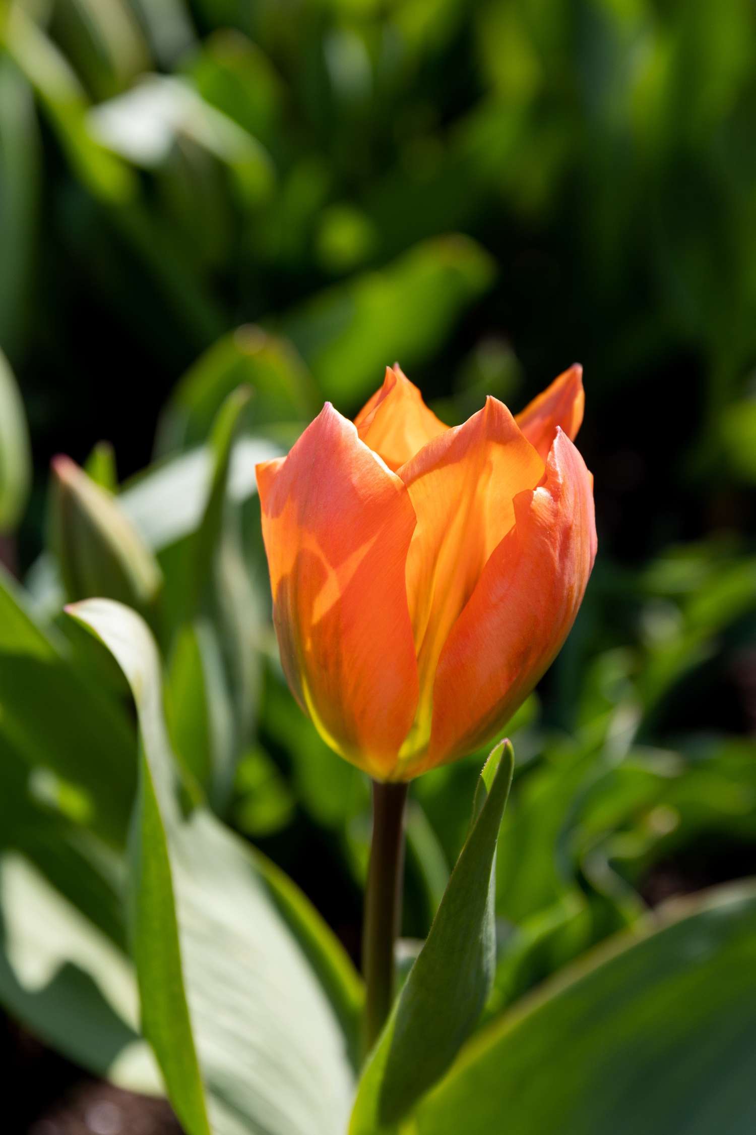 Tulpe 'Orange Emperor'